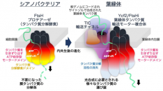 葉緑体のタンパク質輸送モーターは、不要になったタンパク質を分解する酵素から進化したものである。（画像:大阪大学発表資料より）
