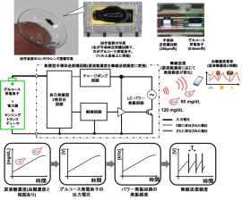 持続型血糖モニタリングコンタクトレンズ（写真：JSTの発表資料より）