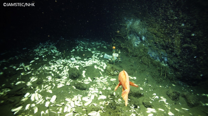 U8K-SHVカメラが撮影した8K映像。泳いでいるのはメバルの仲間。（画像:海洋研究開発機構発表資料より）