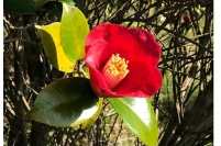 五島列島に数多く自生するツバキ。地域活性化への期待を担う（写真：MTGの発表資料より）