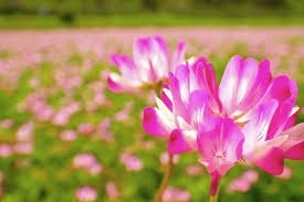 れんげ草は空気中の窒素を取り込んで貯め込む力がある「根粒菌」を根に宿している