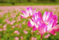 れんげ草は空気中の窒素を取り込んで貯め込む力がある「根粒菌」を根に宿している