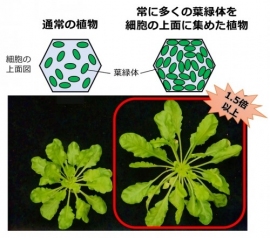 同じ光環境で45日間生育させた、通常の植物（左側）と常に多くの葉緑体を細胞の上面に集めた植物（右側）の生育写真。(画像: 九州大学の発表資料より)