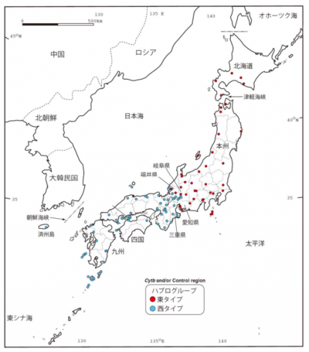ミトコンドリア DNA の遺伝型（ハプログループ）の分布図。東タイプ（赤）と西タイプ（青）は本州の中部で重複なく二分されている。（画像:北海道大学発表資料より）
