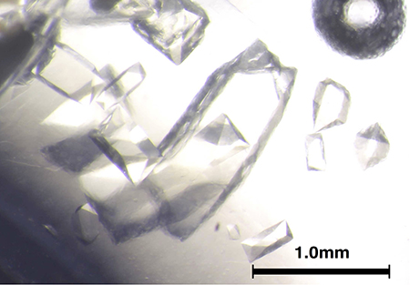 宇宙空間で結晶化されたタンパク質 （c） 東京大学/JAXA
