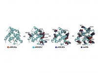 クジラミオグロビン（Mb）の分子進化に伴うアミノ酸置換。(画像: 立命館大学の発表資料より)