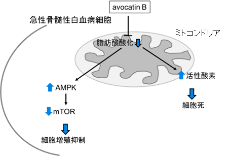 単独培養条件下の急性白血病がん細胞では、avocatin Bの脂肪酸代謝阻害によってストレスに応答するAMPK活性が上昇し、エネルギー調節に関わるmTORシグナルの抑制が生じることによって細胞増殖が抑制されると同時に、活性酸素が増加し細胞死が誘導される。（画像:順天堂大学発表資料より）