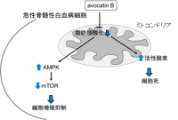 単独培養条件下の急性白血病がん細胞では、avocatin Bの脂肪酸代謝阻害によってストレスに応答するAMPK活性が上昇し、エネルギー調節に関わるmTORシグナルの抑制が生じることによって細胞増殖が抑制されると同時に、活性酸素が増加し細胞死が誘導される。（画像:順天堂大学発表資料より）