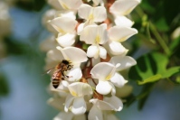 コスメ業界では「ミツバチ」への注目が急上昇している