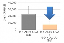 ヒト細胞内でのヒトノロウイルス複製へのラクトフェリンの影響（森永乳業表資料より）