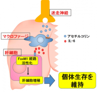 肝臓が急速に再生される仕組み。(画像: 東北大学大学院などの発表資料より)