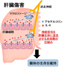 肝臓が急速に再生される仕組み。 肝臓が急速に再生される仕組み。
