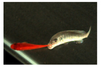 ゲンヨクロミス・メントが餌魚（キンギョ）の尾びれに食いつく瞬間。（画像:富山大学発表資料より）