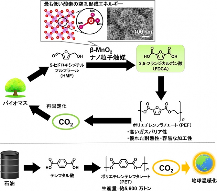 バイオマス資源からのポリエチレンフラノエート合成ルート（写真：JSTの発表資料より）