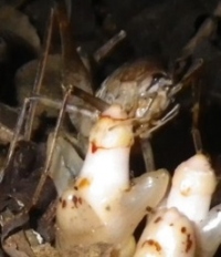 ヤッコソウの花粉を媒介するヤクハヤシウマ（カマドウマの仲間）。（画像:神戸大学発表資料より）