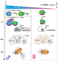 脳と行動を「オス型」「メス型」へと導く機構の模式図。（NICT発表資料より）