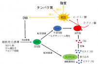 今回の研究成果から予想されるモデル図(画像: 神戸大学の発表資料より)