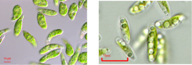 ミドリムシ（左）とデンソーが研究を進めるコッコミクサK（写真：ユーグレナの発表資料より）