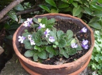 復活植物種であるHaberlea rhodopensis。（画像:神戸大学発表資料より）