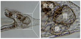 ウニ幼生の胃と幽門の簡略図。（画像:筑波大学発表資料より）