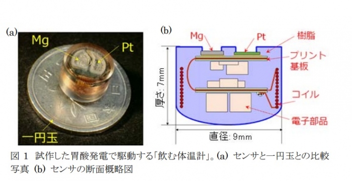 東北大が開発した「飲む体温計」（左）と断面概略図（画像: 東北大学の発表資料より）