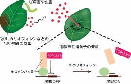 植物においては転写制御因子が「匂い受容体」として機能する。（画像:東京大学発表資料より）