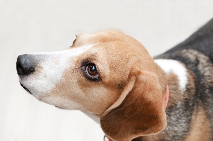 画像はイメージです。