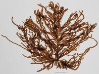 サンリクモズク。（画像:神戸大学発表資料より）