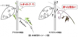 賢いつる草はハダニの危険を察知するが、おバカなアサガオは無頓着（イメージ図：京都大学の発表資料より）