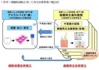 歯髄幹細胞を用いた再生医療のイメージ図（エア・ウォーターの発表資料より）