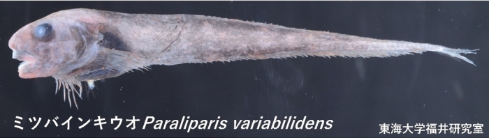 発見された新種。（画像:東海大学発表資料より）