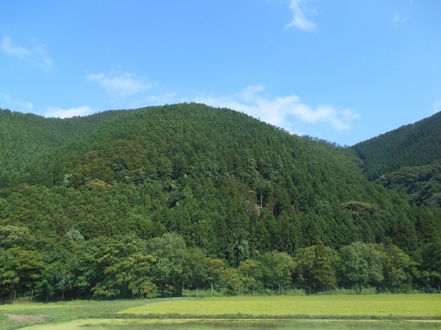 企業CSR活動の中でも盛んに行われている植林や植樹活動でも、企業によってその内容や目的は大きく異なる