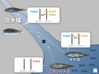 イトヨの淡水域への進出とDHA合成酵素Fads2遺伝子の増加。（画像:国立遺伝学研究所発表資料より）