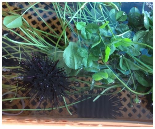 養殖カゴ内でクローバーを食べるムラサキウニ。（画像:九州大学発表資料より）