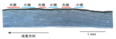 貝がら断面に形成された成長線。（画像:東京大学大気海洋研究所発表資料より）