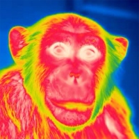 赤外線サーモグラフィで撮影したチンパンジーの画像例。色の違いは温度の違いを表す。（画像:京都大学発表資料より）