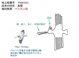 ペリカン類と同定できた地上絵。（画像:北海道大学発表資料より）