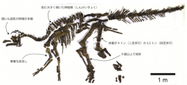 むかわ竜に見られる固有な特徴の例。及び、推定年齢と体重。（画像:穂別博物館発表資料より）