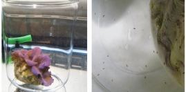 ヒメジャコ（左）と放出された糞（右）。（画像:広島大学発表資料より）