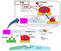 今回の研究成果の概要。（画像: 金沢大学の発表資料より）