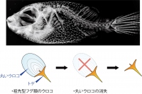 上写真は淡水フグの成魚をコンピューター断層撮影装置（CT）によって撮影したもの。下絵はフグ類のトゲの進化仮説。（c） Takanori Shono, Gareth Fraser