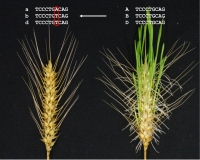 A,B.Dゲノムに変異を持つ植物（左）の種子休眠による発芽の遅れ。（画像:岡山大学発表資料より）