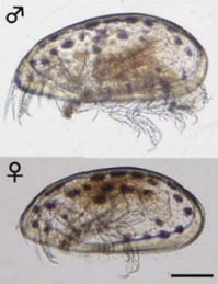 ケロノシセロイス・オオムタイの雄と雌。スケールは0.1mm。(写真提供:葛西臨海水族園 田中隼人博士) ケロノシセロイス・オオムタイの雄と雌。スケールは0.1mm。(写真提供:葛西臨海水族園 田中隼人博士)