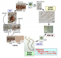 従来の理解に基づくスサビノリの世代交代。（Takahashi and Mikami（2017）を改変）（画像: 北海道大学の発表資料より）