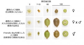 Friendly Boy遺伝子導入により作出された両性花キウイフルーツ（写真：京都大学の発表資料より）