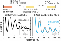 D-box活性の変化により体内時計をコントロールする仕組み。（画像: 東京大学の発表資料より）