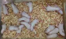 色素遺伝子を破壊したラットの大量作製に成功（写真：京都大学の発表資料より）