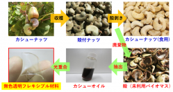 今回の研究の概要。（画像: 東京農工大学の発表資料より）