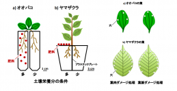 実験の概要。（画像:弘前大学発表資料より）