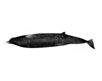 クロツチクジラのイラスト。（画:渡邉芳美）